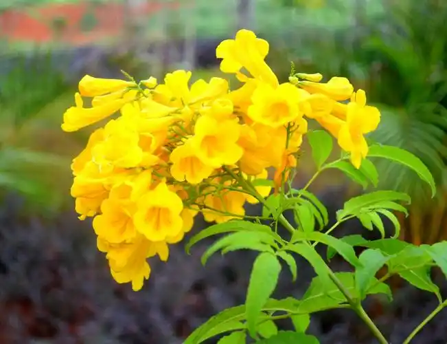 《黄钟花》原产美洲.越南,泰国及其他热带国家常见栽培.