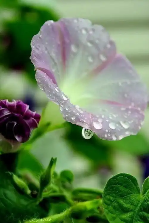 真正的安静,来自于内心,淡泊宁静,不为尘世的一切所鼓惑,只追求自身的