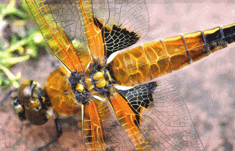 裸眼3d动态图(捂一支眼睛看更美)