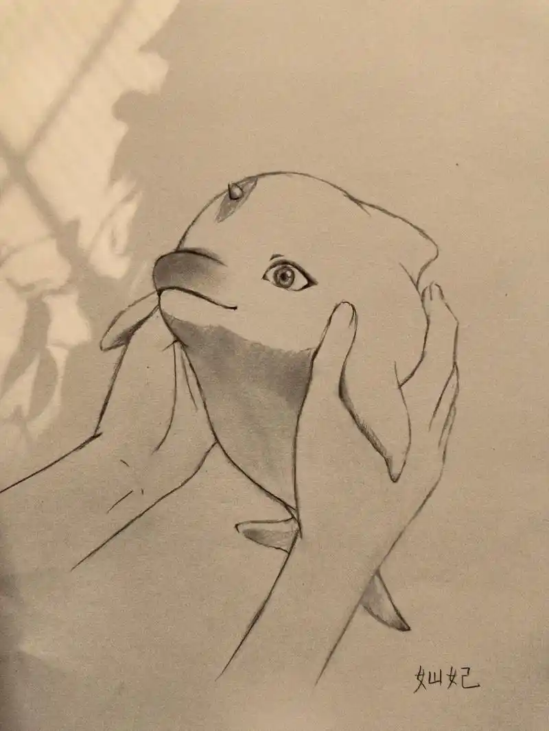 大鱼海棠鲲过程图