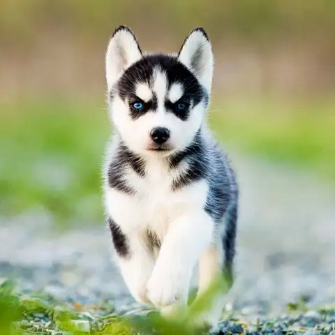 纯种蓝眼三火哈士奇幼犬活体宠物真狗二哈幼崽小狗西伯利亚雪橇犬