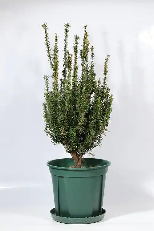 问苗——曼地亚红豆杉的特性_品种