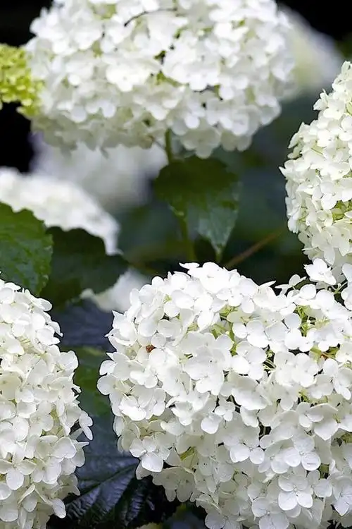 白色的绣球花