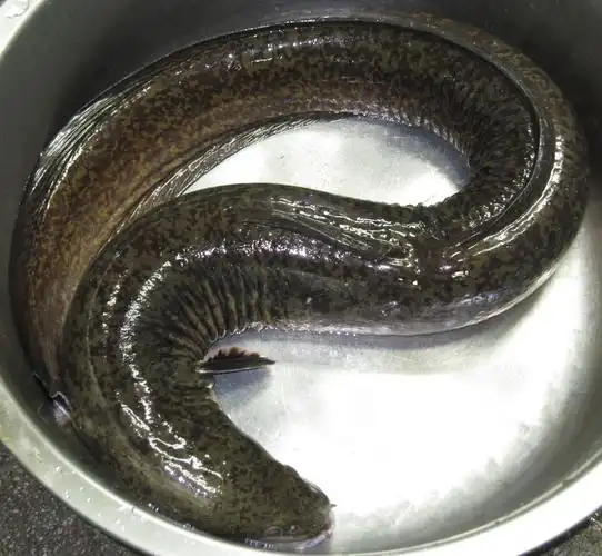 花鳗(花鳗鱼图片)