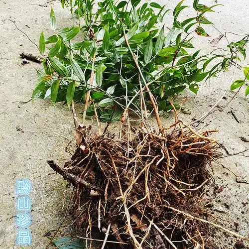 贵州草药白龙须白毛七白毛须百尾笋竹叶参宝铎草新鲜现挖万寿竹根--爱