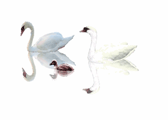 《天鹅 鸟类 鸡鸭》gif透明精品素材