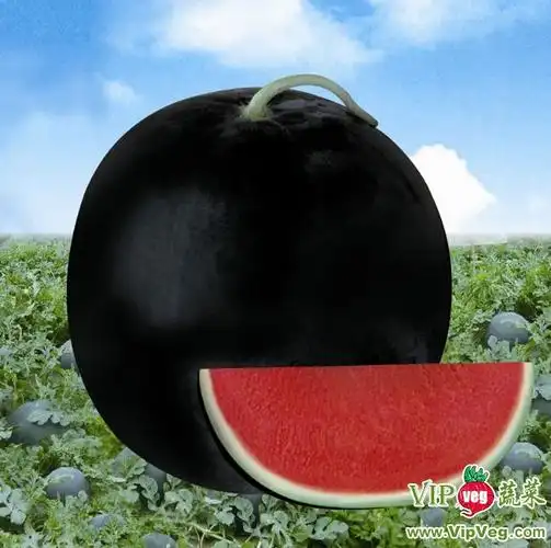 广东珠海金湾_供应富达无籽(纯黑皮新品种)—西瓜种子