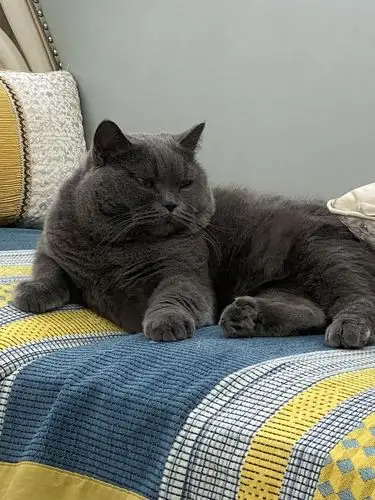 想问问大家的成年蓝猫都几斤啊