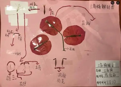 2018年荔园外国语小学东校区四年级之花解剖