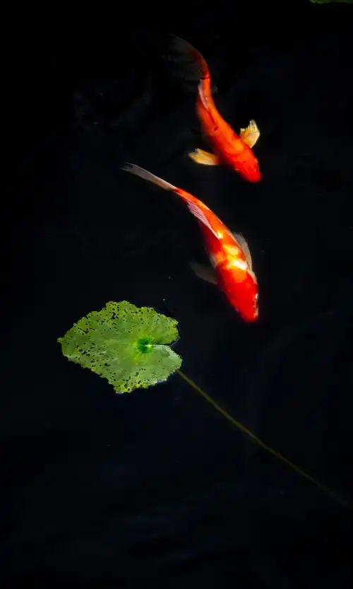 720_1200竖版 竖屏