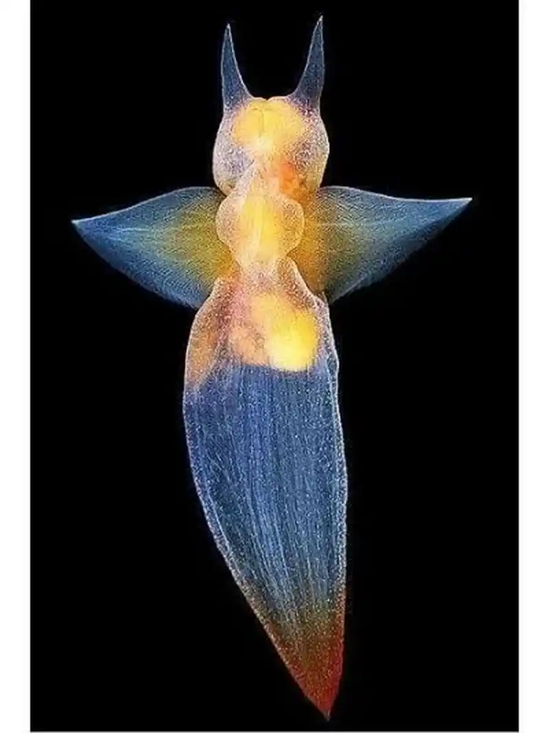 海中天使-裸海蝶 冰海天使 是它的名字 生活在北冰洋及南冰洋水深350