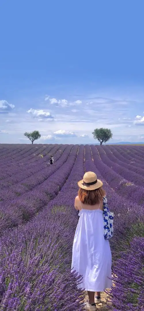 紫色薰衣草唯美高清手机壁纸