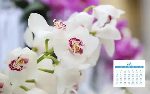 2021年2月中国十大名花之四兰花鲜艳写真日历,月历壁纸-回车桌面