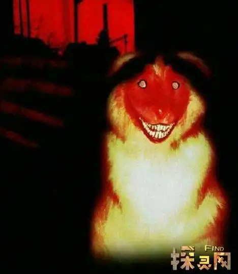 微笑狗为什么吓人,微笑的狗恐怖原图smile dog(慎点)