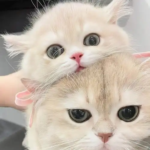 敲可爱猫猫363436373039萌宠情侣头像