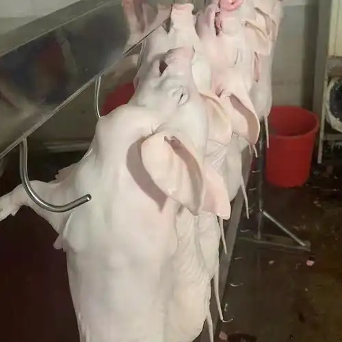 小乳猪整只生鲜脆皮小猪新鲜冷冻乳猪 烧烤烧腊烤乳猪餐饮食材