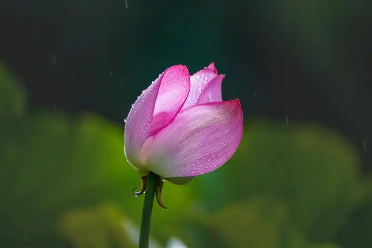 昆明大观公园雨中荷花