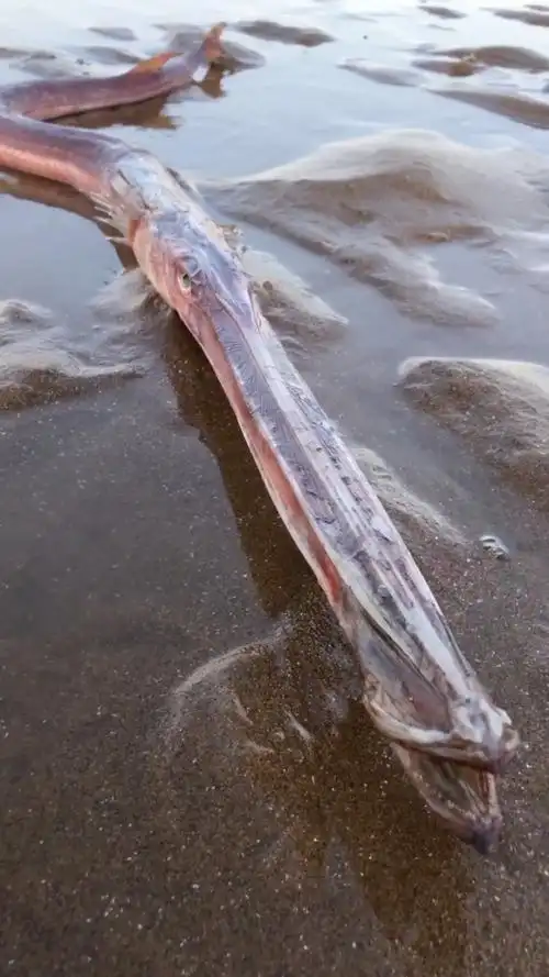 这是什么鱼?嘴这么长