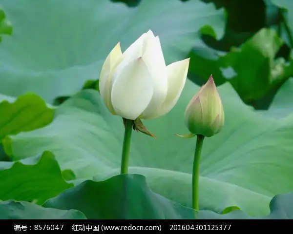 白色荷花和花苞