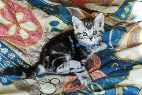 美国短毛猫--刚满月的小丫头