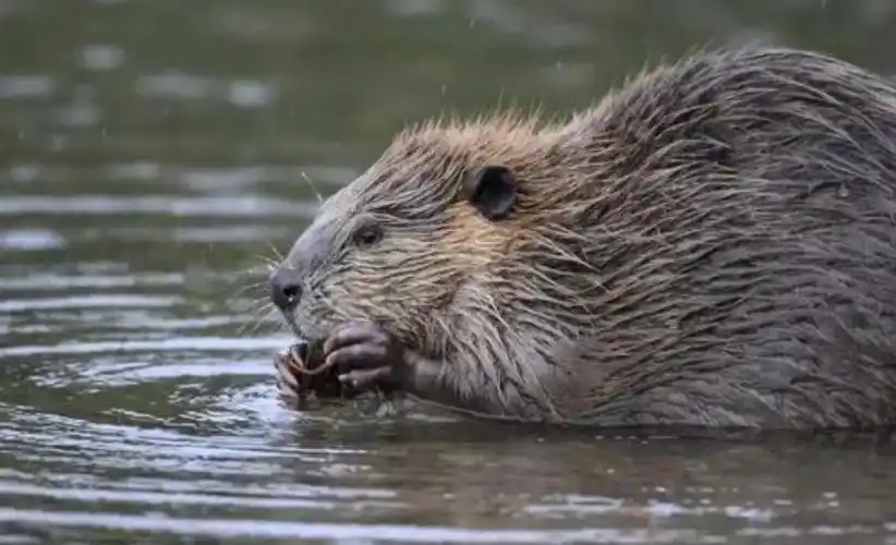 加拿大——海狸