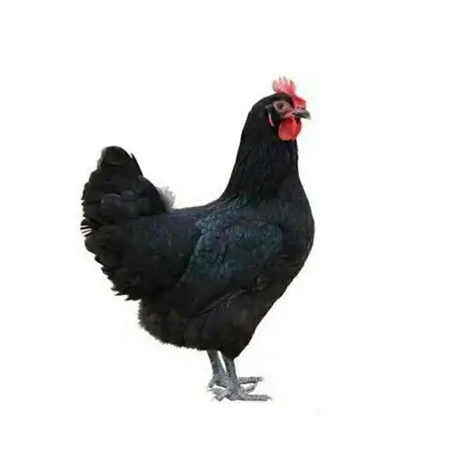 散养2年大黑鸡老母鸡)黑脚鸡土鸡笨鸡柴鸡月子鸡走地鸡跑山鸡整鸡