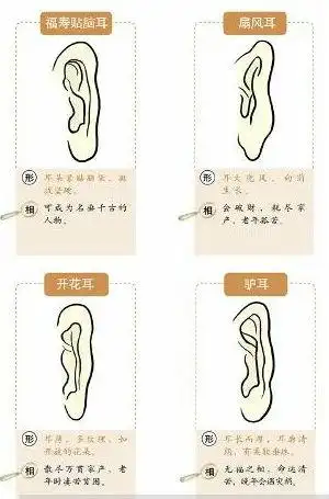 耳相算命图解,耳相大全!