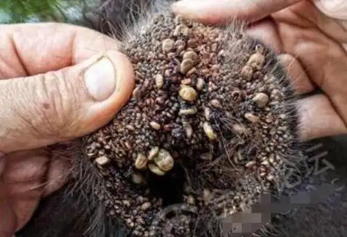 超恶心的蜱虫狗图片 看完整个人都精神了(进入须谨慎) - 吐客网