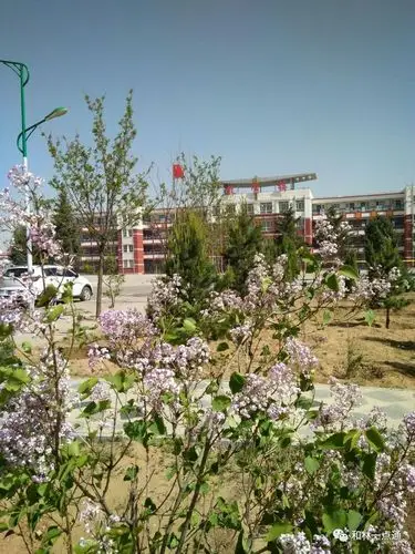 种下一片绿色,收获一份希望――和林二中践行"一学一做"主题教育活动