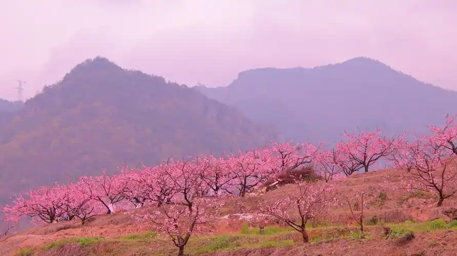 春风十里桃花红(浙中桃花源)