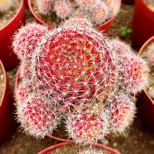 自根红娜丸 红色稀有开花仙人球 越晒越红室内防辐射多肉植物盆栽