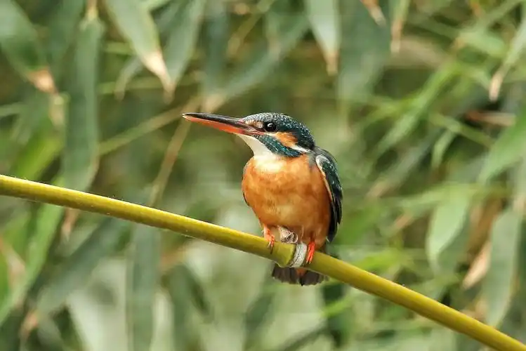 小翠是最典型常见的一种翠鸟,体形较小,上体蓝色,中央具一条蓝带,下体
