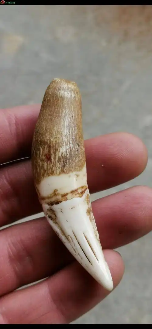 03超级漂亮辟邪至尊清代虎牙而且是上牙