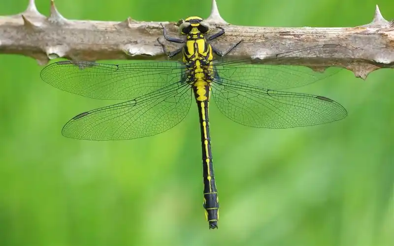唯美的蜻蜓图片昆虫蜻蜓