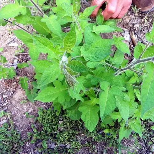 白毛藤书面语叫白英,别名有白草,毛千里光,毛风藤,排风藤,毛秀才,葫芦