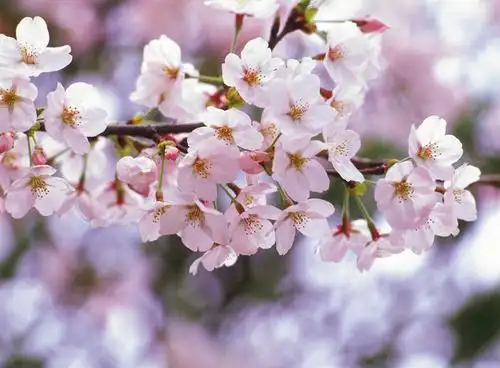 无人,横图,室外,特写,白天,仰视,旅游,度假,幸福,纯洁,美景,植物,樱花