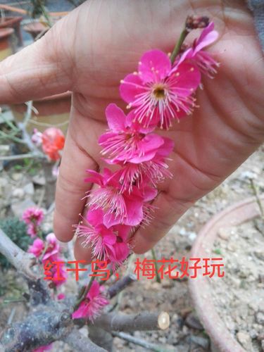 热销青梅苗包邮_正版红千鸟梅花老桩|红绿双色,青梅野梅室外阳台养植