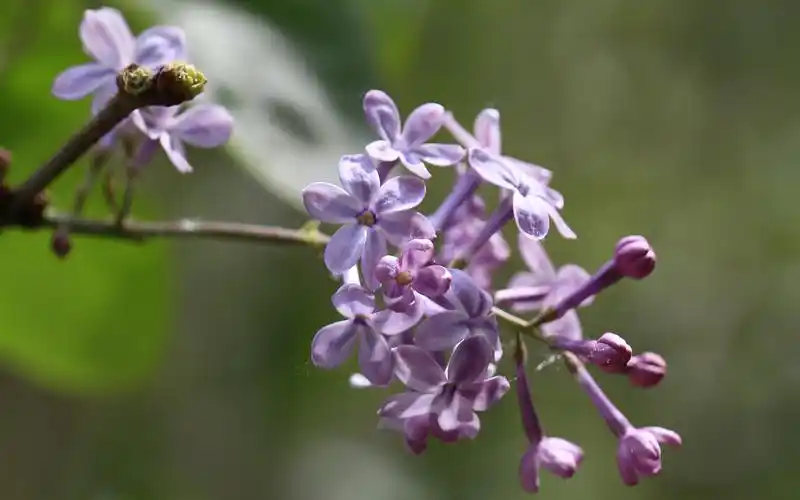 丁香花高清植物图片电脑高清桌面壁纸