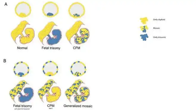 嵌合体界的两座大山同源染色体和异源染色体