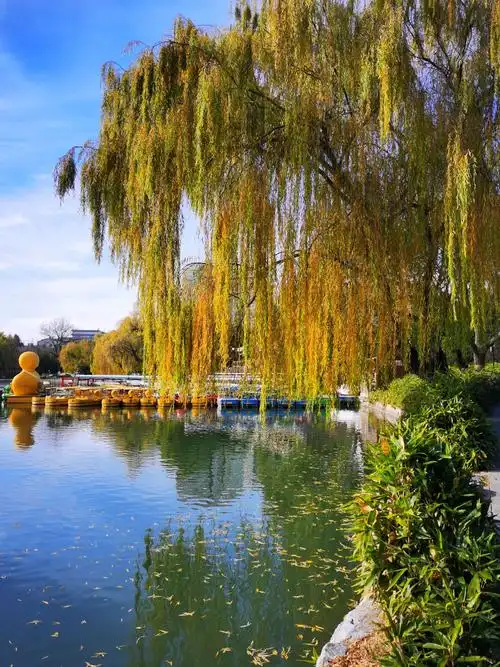 2020-11-28 北京紫竹院初冬的迷人景色和好看的舞蹈视频(上过央视).