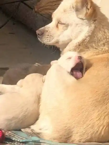 小狗躺在妈妈的怀里晒着温暖的太阳……_新浪新闻