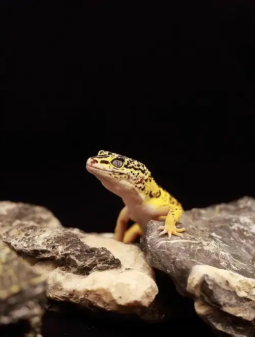 "奇怪的生物"豹纹守宫作品拍摄