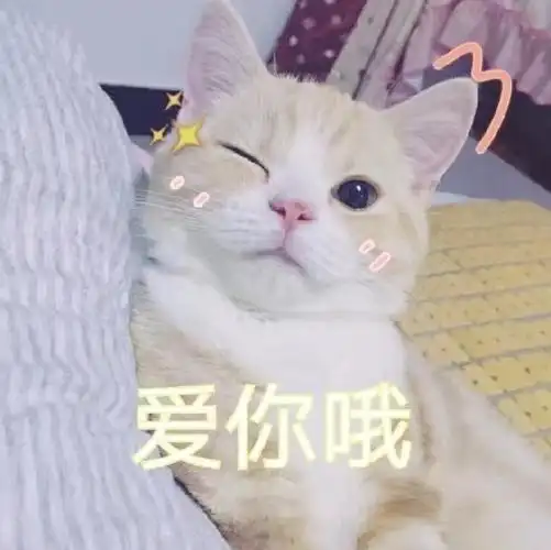 爱你哦 - 撒娇专用猫咪表情包_猫咪表情