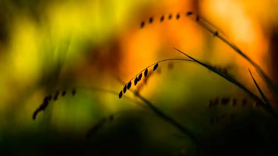 夏天风景电脑桌面壁纸