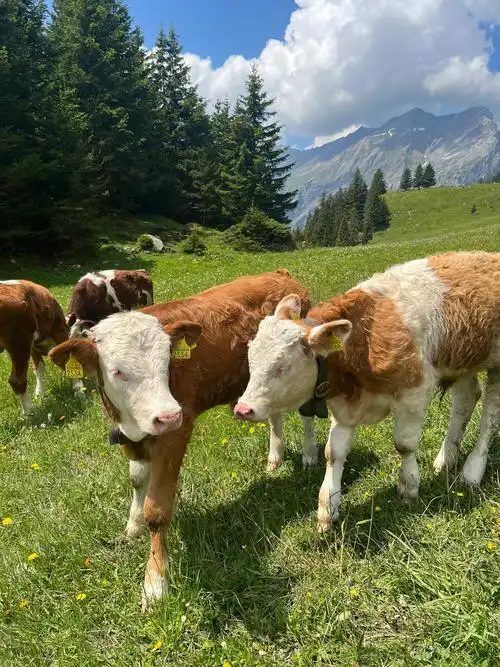 1920_2560竖版 竖屏