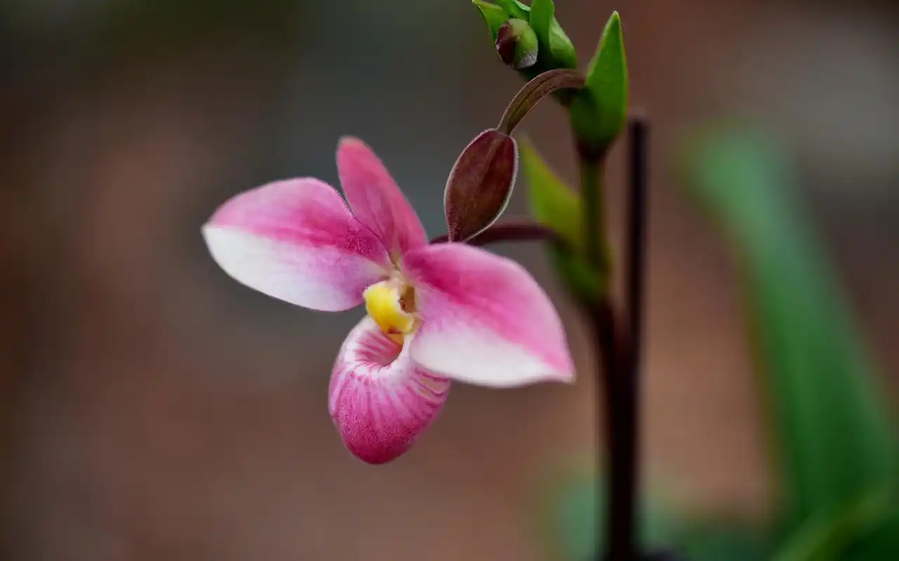 兜兰图片植物高清电脑桌面壁纸高清大图预览1920x1080_植物壁纸下载