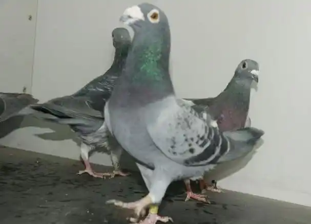 鸽子杂交配对,怎么做更容易成功?