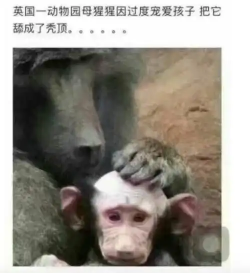 我珍藏多年的逗比照片,总有一款笑shi你!-搞笑频道-手机搜狐