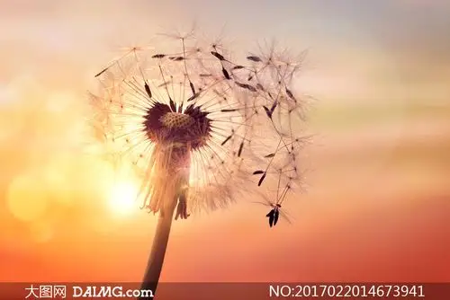 快被吹散的蒲公英特写摄影高清图片