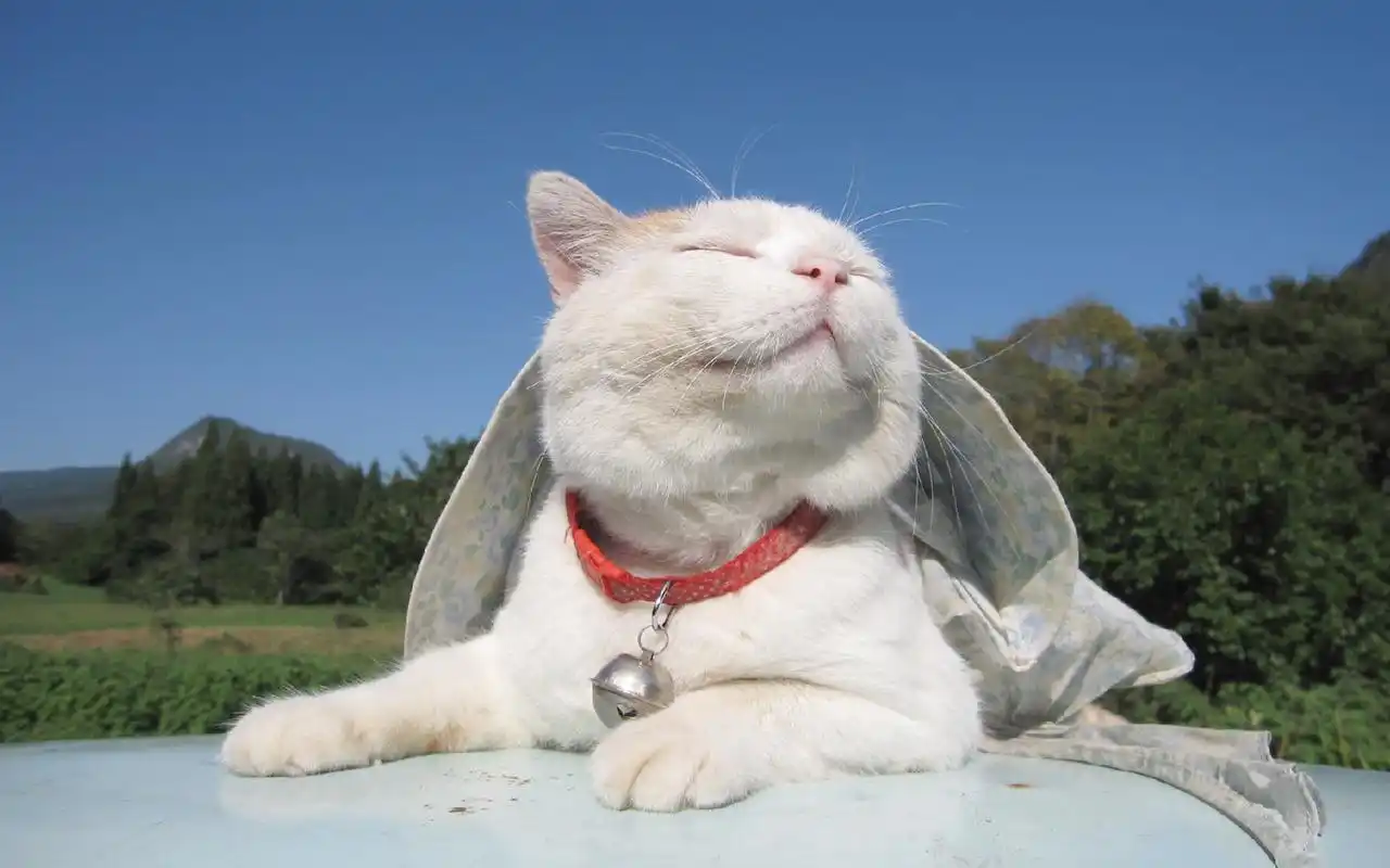 可爱的白色小猫喵星人搞笑卖萌图片桌面壁纸高清